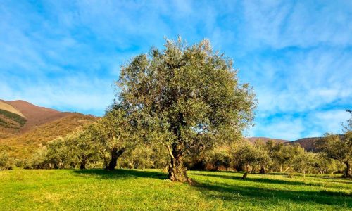 l'oliveraie d'Adore dans la Vallée di Comino dans le Lazio