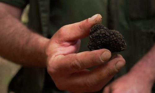 caveur truffe d'été main